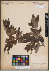 Foto von Salix dasyclados Wimm. x Salix purpurea L.